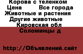 Корова с теленком › Цена ­ 69 - Все города Животные и растения » Другие животные   . Кировская обл.,Соломинцы д.